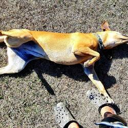 Platzhund Nami. Sie hat uns ins Dorf begleitet.