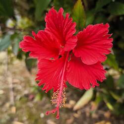 Hibiskus