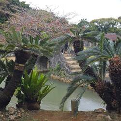 Verschiedenste Pflanzen