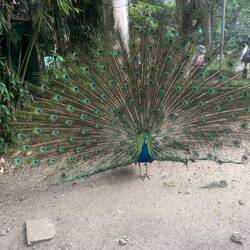 The peahens were not impressed