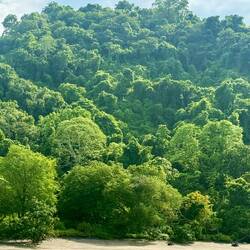 The rainforest is so dense and untouched