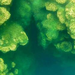 Coral like structures in the lake.
