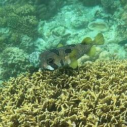 Catch of the day - Porcupine Fish
