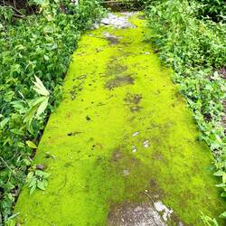 Beautiful mossy carpet greeted us