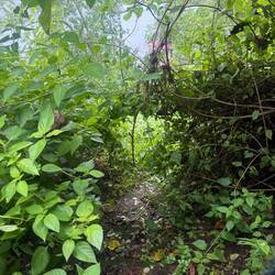 The hiking trails are a bit wild!