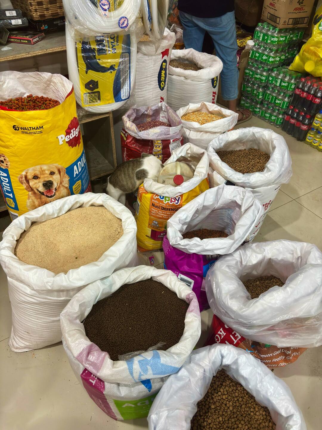 Wo ist die Katze? 🐈 🔍 🤭