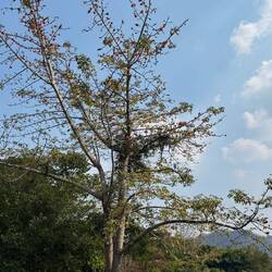 Lala Mukha Tented Khao Yai