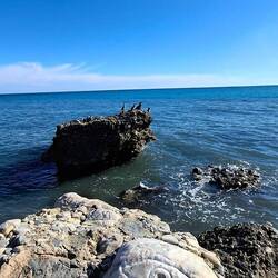 Schönes Plätzchen für die Kormorane