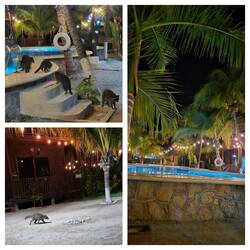 Abends gab's Besuch 🦝😅