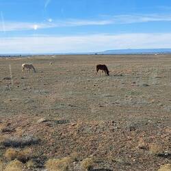 Die Gäule weideten ohne Umzeunung.