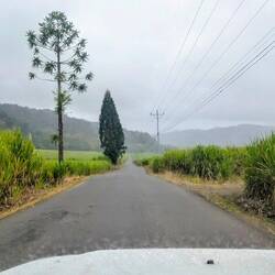 Durch Zuckerrohrfelder