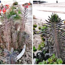 röhrenblütiges Brutblatt(Kalanchoe) 🤔😂