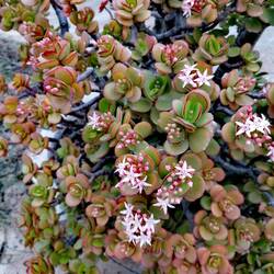 Ein blühender Gummi/Geldbaum