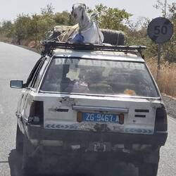 Funnily enough this sheep is totally relaxed at 60kph