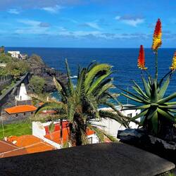 die allgegenwärtigen Aloe-Blüten