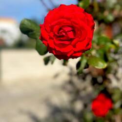 mit üppigem Blumenschmuck überall