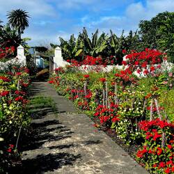... die Blüten umso üppiger