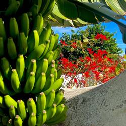 Bananen, das Hauptprodukt der Insel