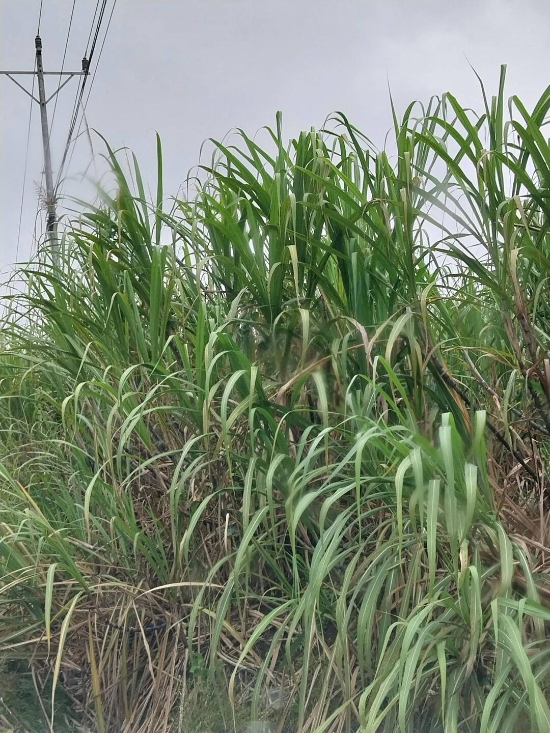 Links und rechts ganz viel Zuckerrohr