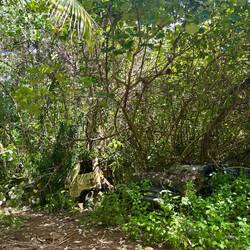 Een paar auto's opgeslokt door de bomen