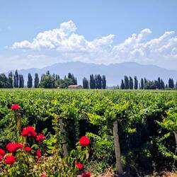 Wein, wohin man auch schaut