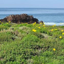 Flowers are starting to bloom