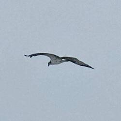 Osprey looking for lunch