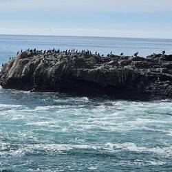 Close to the bird rookery