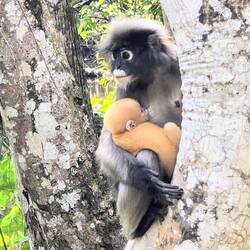 Brillenlangurenmama mit Baby
