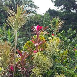 Vegetation am Wegrand