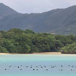 Die Zucht der schwarzen Perlen