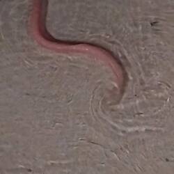 Eine Muräne abends auf Futtersuche