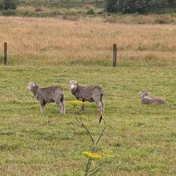 Merino sheep