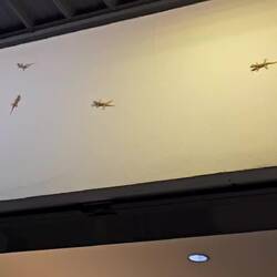 Diese lustigen kleinen Geckos....😂😂