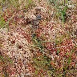 Es rauscht der Wasserfall, es klickern Frösche, es zwitschert der Stachelschwanzschlüpfer.