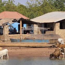 Before the ferry could land the cows had to move
