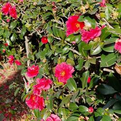 .. und überall gibt es Kamelien-Büsche und -Hecken.