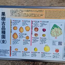 Ein Feld mit den tollsten Citrusbäumen...