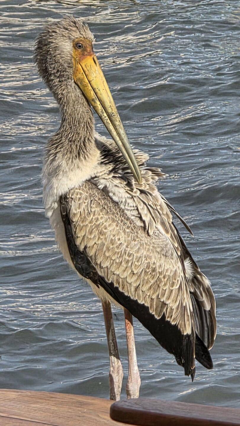Storky stork pays us a visit