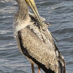 Storky stork pays us a visit