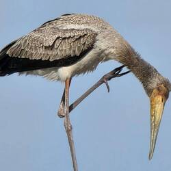 He scratches his head and tells me that everything is going to be allright with customs