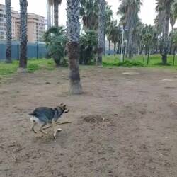 Einer von 1000 Hundeplätzen in Valencia. 🙏🏽