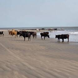 These cows spend the whole day on the beach. Who said a cow's life is hard?