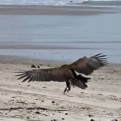 This vulture came to visit us,