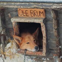 Der macht sich's gemütlich