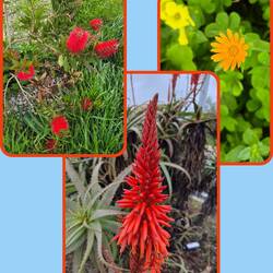 🙋‍♂️🐕🙋‍♀️