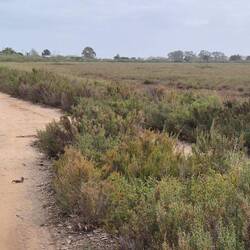 Wir wählen vorerst den Weg zwischen Straße und Marschland/Marisma.