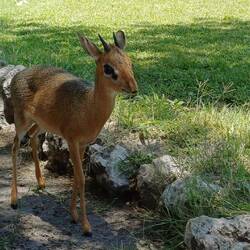 kleine Damara Dik Dik Antilopen spazieren im Camp herum