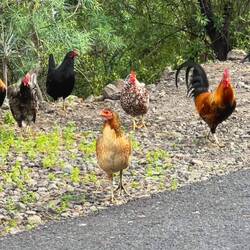 Auf dem Rückweg: wo kommen die denn her?