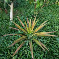 Wer errät, was für eine Pflanze das ist ?😋☺️